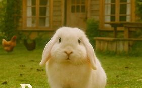 Bunny Bnb, Self Check In, Lower Level Guest Unit